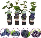 Blauwe druiven fruitplanten mix - set van 4 verschillende blauwe druiven - hoogte 50-60 cm - zelfbestuivend, winterhard