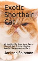 Exotic Shorthair Cat