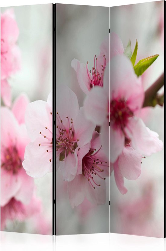 Kamerscherm - Scheidingswand - Vouwscherm - Spring, blooming tree - pink flowers [Room Dividers] 135x172 - Artgeist Vouwscherm