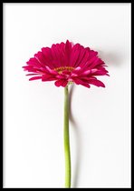 Poster Gerbera - 30x40cm met Fotolijst – Natuur Poster – Ingelijst