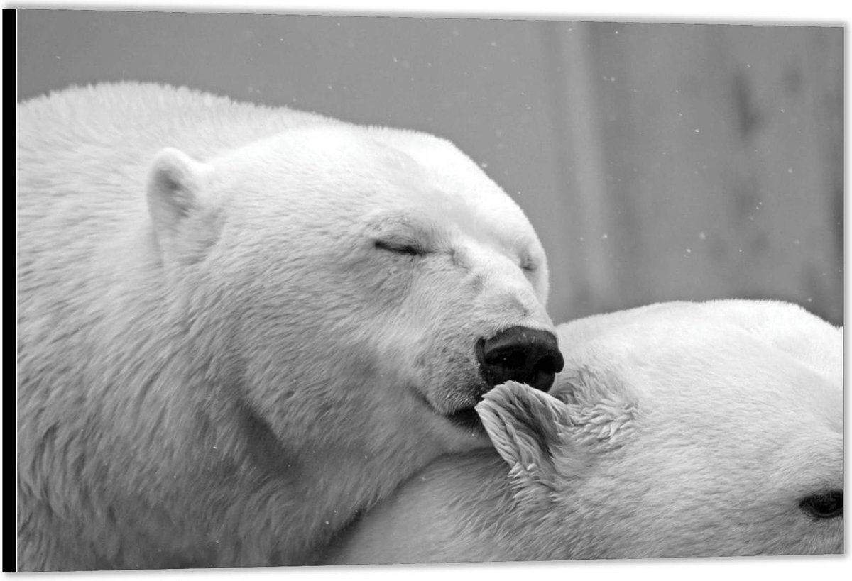 KuijsFotoprint - Schilderij - Knuffelende Ijsberen - Zwart, Groen En Bruin - 60 X 90 Cm