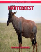 Hartebeest