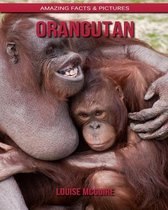 Orangutan