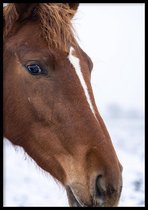 Poster Brown Horse - 30x40cm met Fotolijst – Natuur Poster – Ingelijst