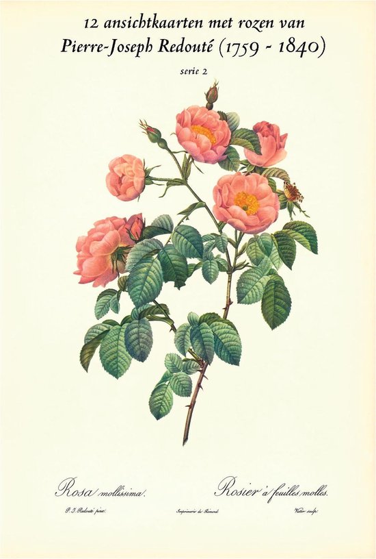 Wenskaarten set - ﻿12 ansichtkaarten met schilderijen van rozen door Pierre-Joseph Redouté (1759 - 1840) - serie 2