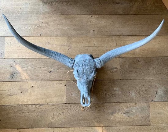 Longhorn skull 1 meter | Verona