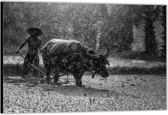 Dibond –Man met Stier in Regen Zwart - Wit– 40x30 Foto op Aluminium (Wanddecoratie van metaal)