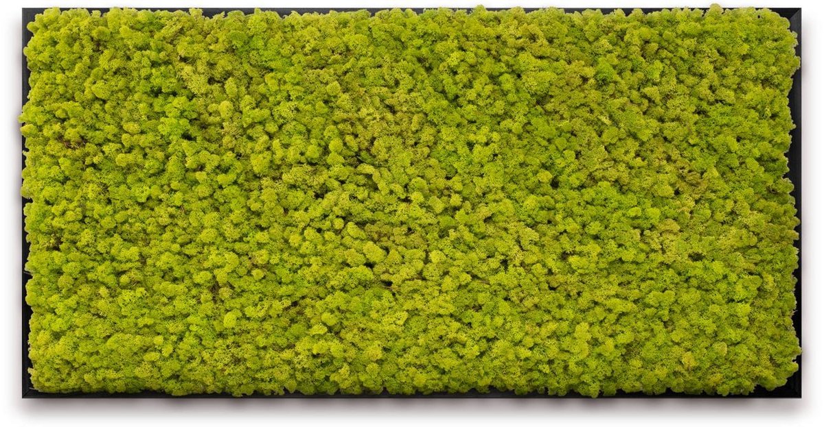 Mosschilderij 120cm x 60cm - rendiermos kleur: Spring Green - lijst: zwart hout. Schilderij van echt onderhoudsvrij mos!