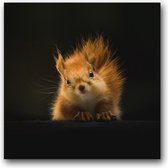 Dibond 100 x 100 cm Animal Photography.