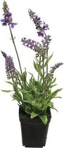 SENSE Lavendel plant - Zijde Plant - Lavendel in pot - Tuin Plant - Balkon - 34cm ** 3 STUKS**
