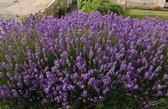 6x Lavandula ang. 'Dwarf Blue' - Lavendel