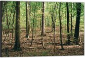 Dibond –Bomen in het Bos– 90x60 Foto op Aluminium (Wanddecoratie van metaal)