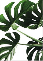 Gatenplant (Monstera) | A3 poster | Witte achtergrond