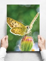 Wandbord: Koolwitje vlinder - 30 x 42 cm