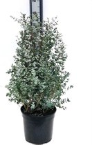 Eucalyptus Gunni - Hoogte 60 cm