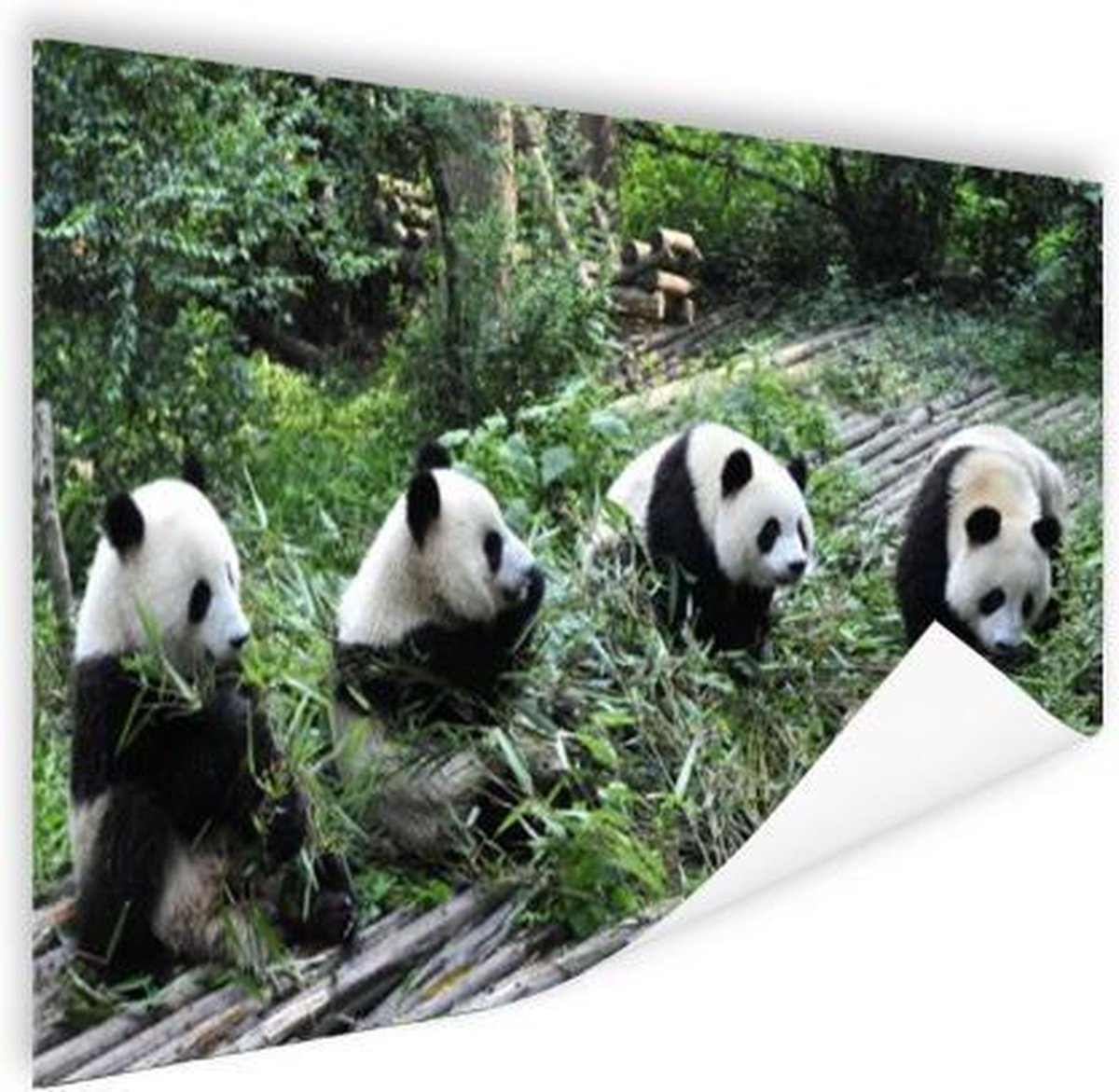 Poster Panda - Natuur - Bamboe - 90x60 cm