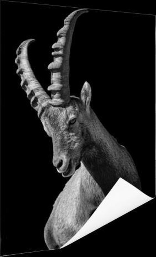 Poster Photo Chèvre Zwart 40x60 cm - Tirage Photo sur Poster (décoration murale salon / chambre) / Poster Animaux
