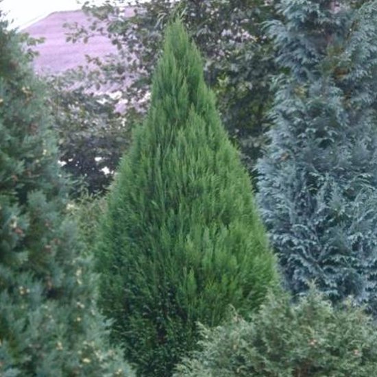 Een groene, piramidevormige schijncypres 'Ellwoodii' omringd door andere coniferen.