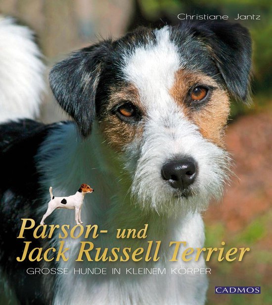 Hunderassen -  Parson- und Jack Russell Terrier