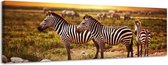 Zebra's - Canvas Schilderij Panorama 118 x 36 cm