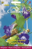 Buzzy  Flowering Climbers Asarina Bloemzaad - Blauw
