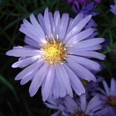 6 x Aster Dumosus 'Lady In Blue' - Herfstaster pot 9x9cm - Blauwe bloemen, compacte groei