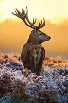 Stag in the Frost Notebook