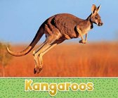 Australian Animals Kangaroos