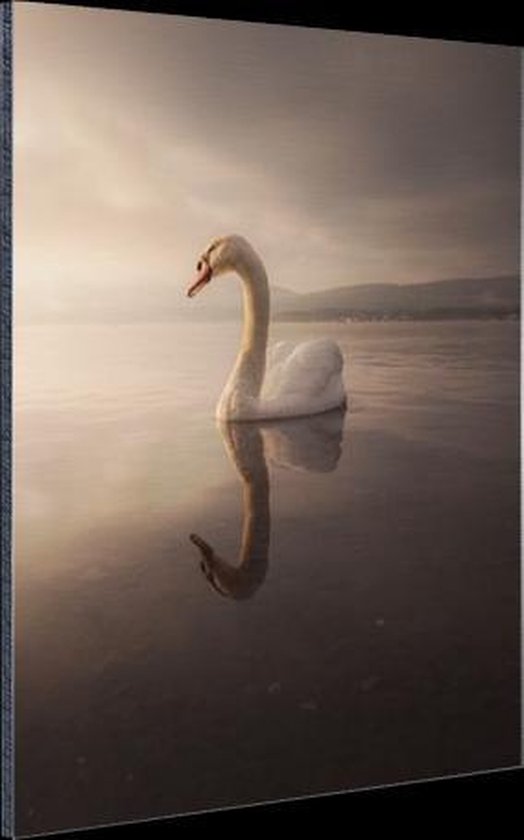 Swan sunset Aluminium 60x90 cm - Tirage photo sur aluminium (décoration murale métal)