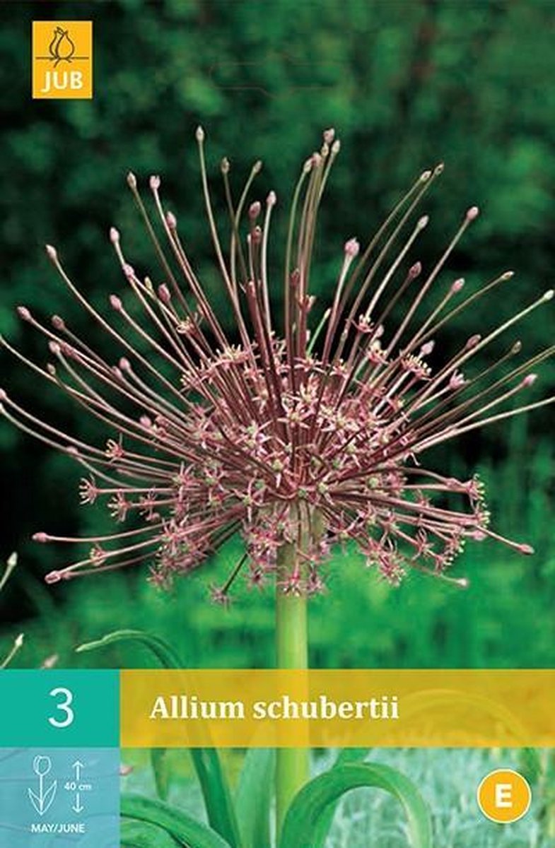Allium schubertii - sierui - set van 3 stuks