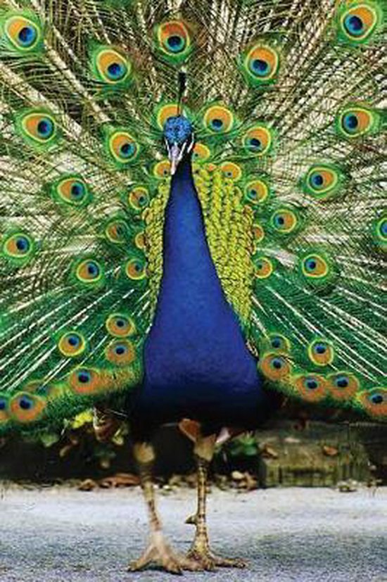 Peacock Notebook