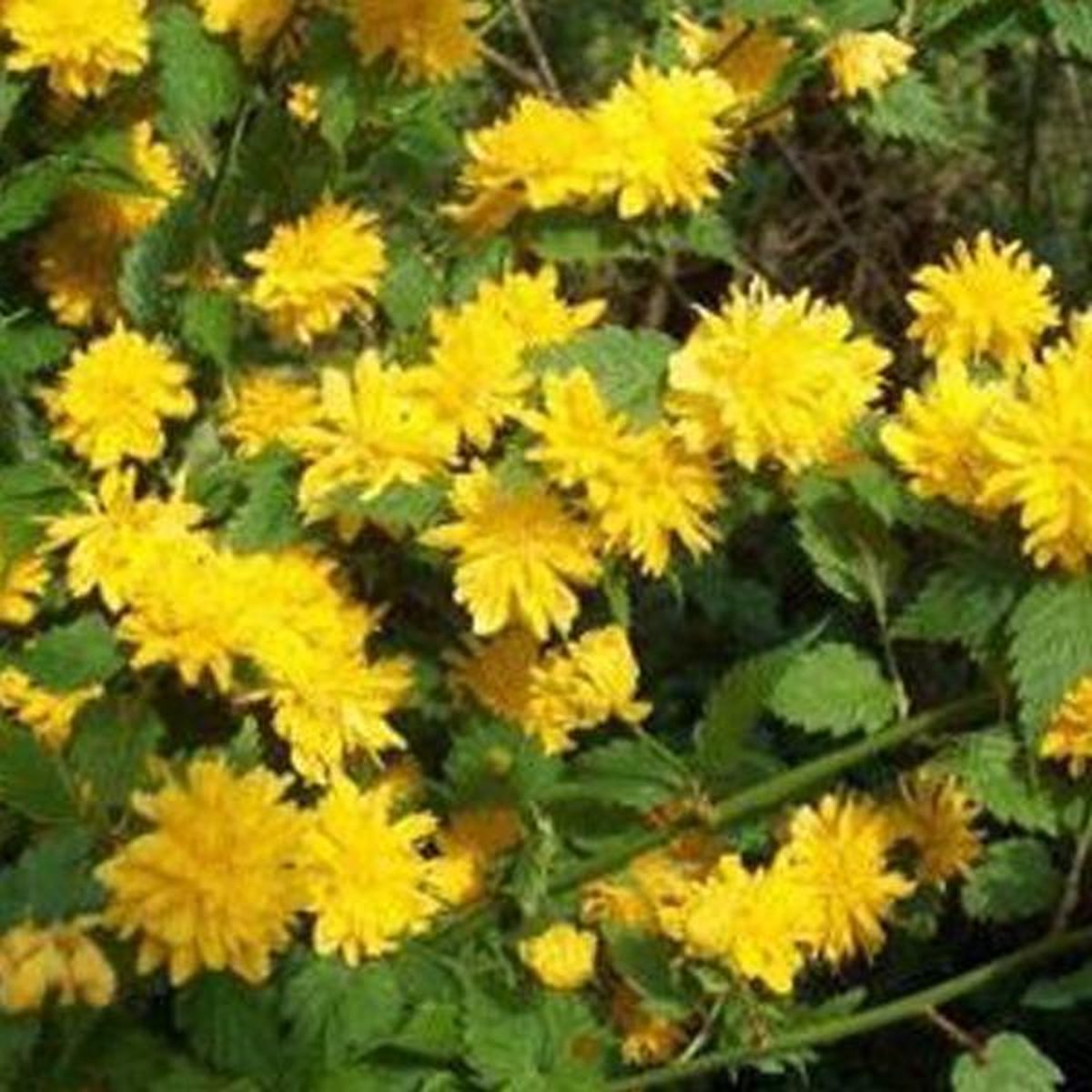 Kerria Japonica 'Pleniflora' - Ranonkelstruik 50-60 cm pot