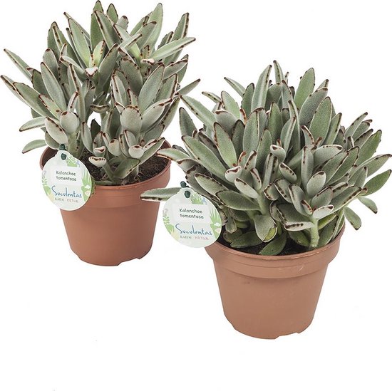Kalanchoë