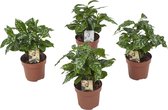 Kamerplanten van Botanicly – 4 × Koffieplant – Hoogte: 25 cm – Coffea Arabica