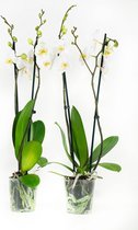 Orchideeën van Botanicly – 2 × Vlinder orchidee wit – Hoogte: 60 cm, 2 takken, witte bloemen – Phalaenopsis Springtime
