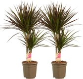 Kamerplanten van Botanicly – 2 × Drakenboom – Hoogte: 80 cm, 2 takken – Dracaena Marginata Magenta