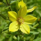 6 x Lysimachia Punctata - Puntwederik pot 9x9 cm- Gele Zomerbloeier