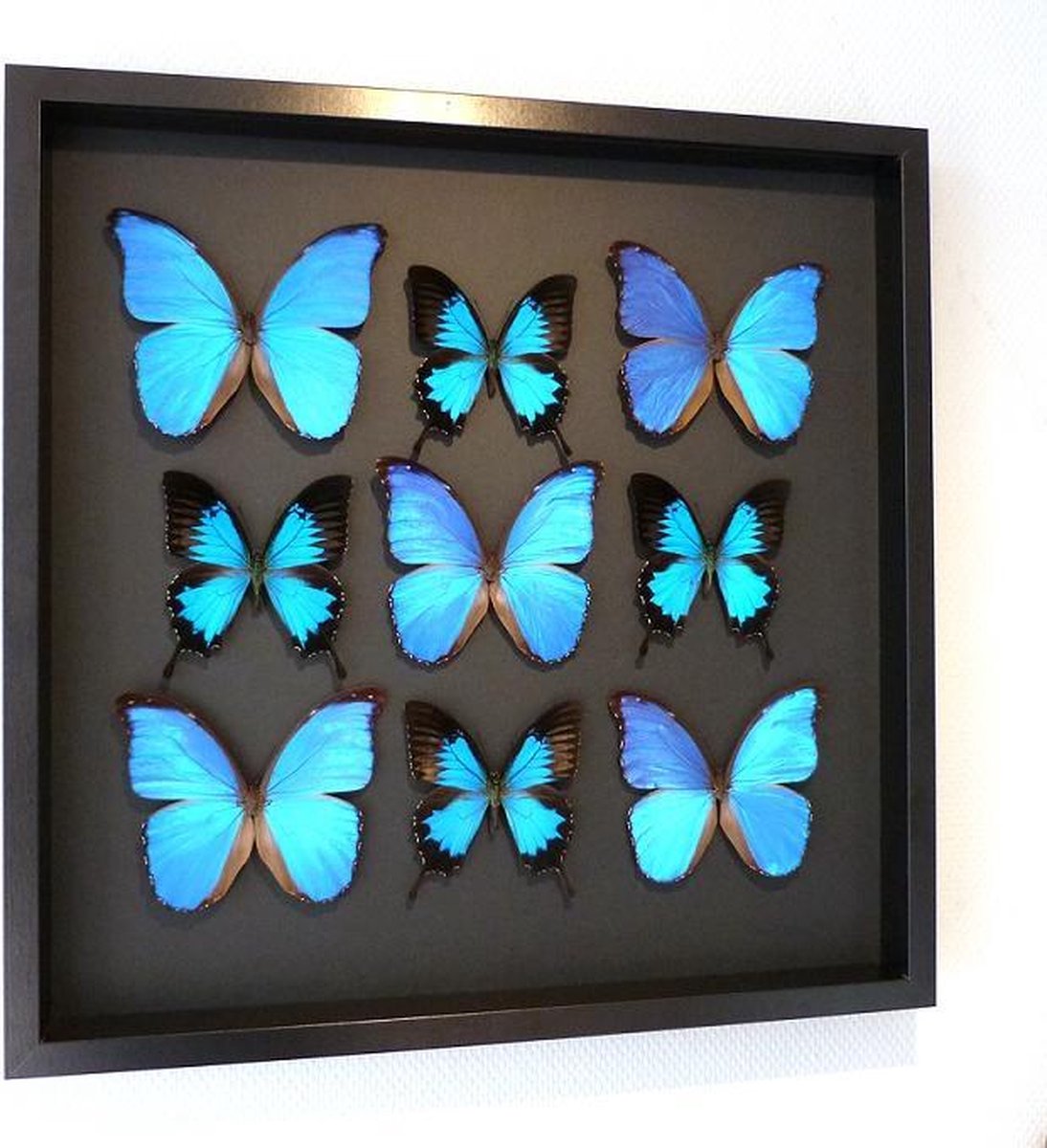 Opgezette vlinders elegante lijst! | bol.com