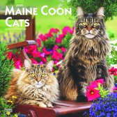 Maine Coon Cats Kalender 2020