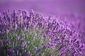 Etherische Lavendel geur Olië