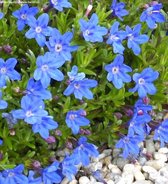 12x Lithodora diffusa Heavenly Blue - Parelkruid in 0,5 liter pot met planthoogte 5-10cm