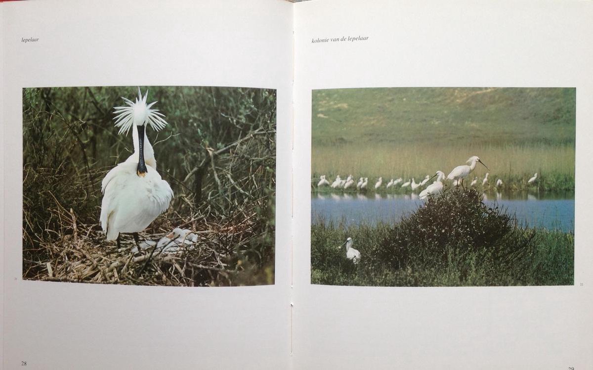 Vogelzang, Dr. Jac. P. Thijsse 9789021011486 Boeken