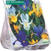 Iris Hollandica - 2 x 50 stuks