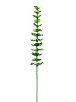 Europalms Kristalucalyptus, groen 81cm 12x