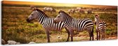 Zebra's - Canvas Schilderij Panorama 158 x 46 cm