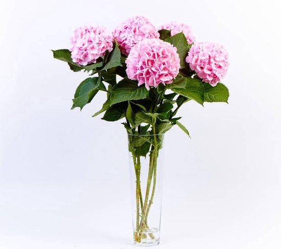 wij Infrarood uitvinding Hortensia roze 5 bloemen | bol.com