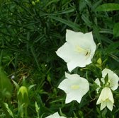 6 x Campanula Pyramidalis 'Alba' - Klokje Pot 9x9 cm - Torenhoge Witte Bloemen