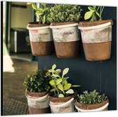 Dibond –Potjes met Planten aan de Muur– 80x80 Foto op Aluminium (Met ophang)