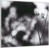 Acrylglas  –Takjes met spinnenweb Zwart - Wit-50x50 (Met ophang)