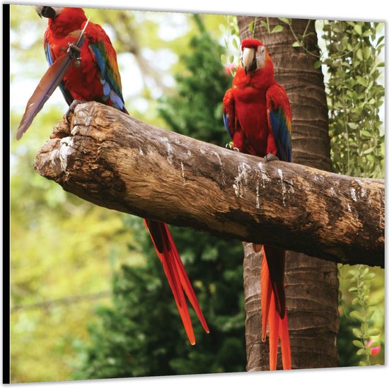 Dibond –Twee Papagaaien op Boomstam– 50x50 Foto op Aluminium (Met ophang)